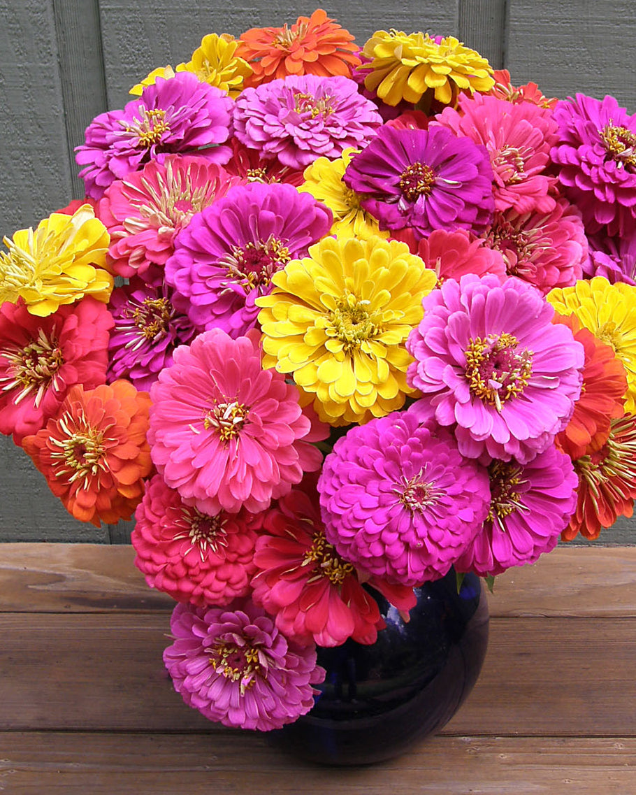 geenbee 花魁 Cabaret' Double Cutting Zinnias – Renee's Garden
