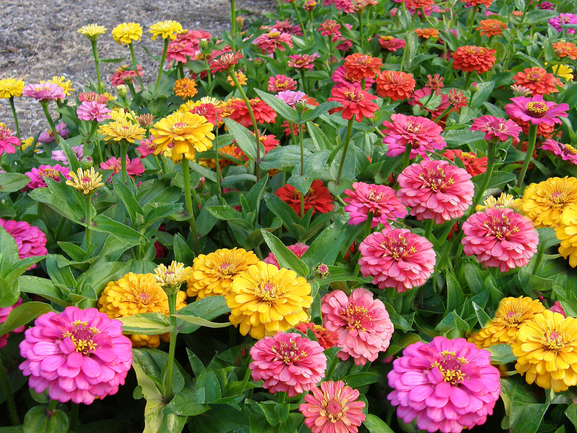 Cha-Cha-Cha' Butterfly Zinnias – Renee's Garden