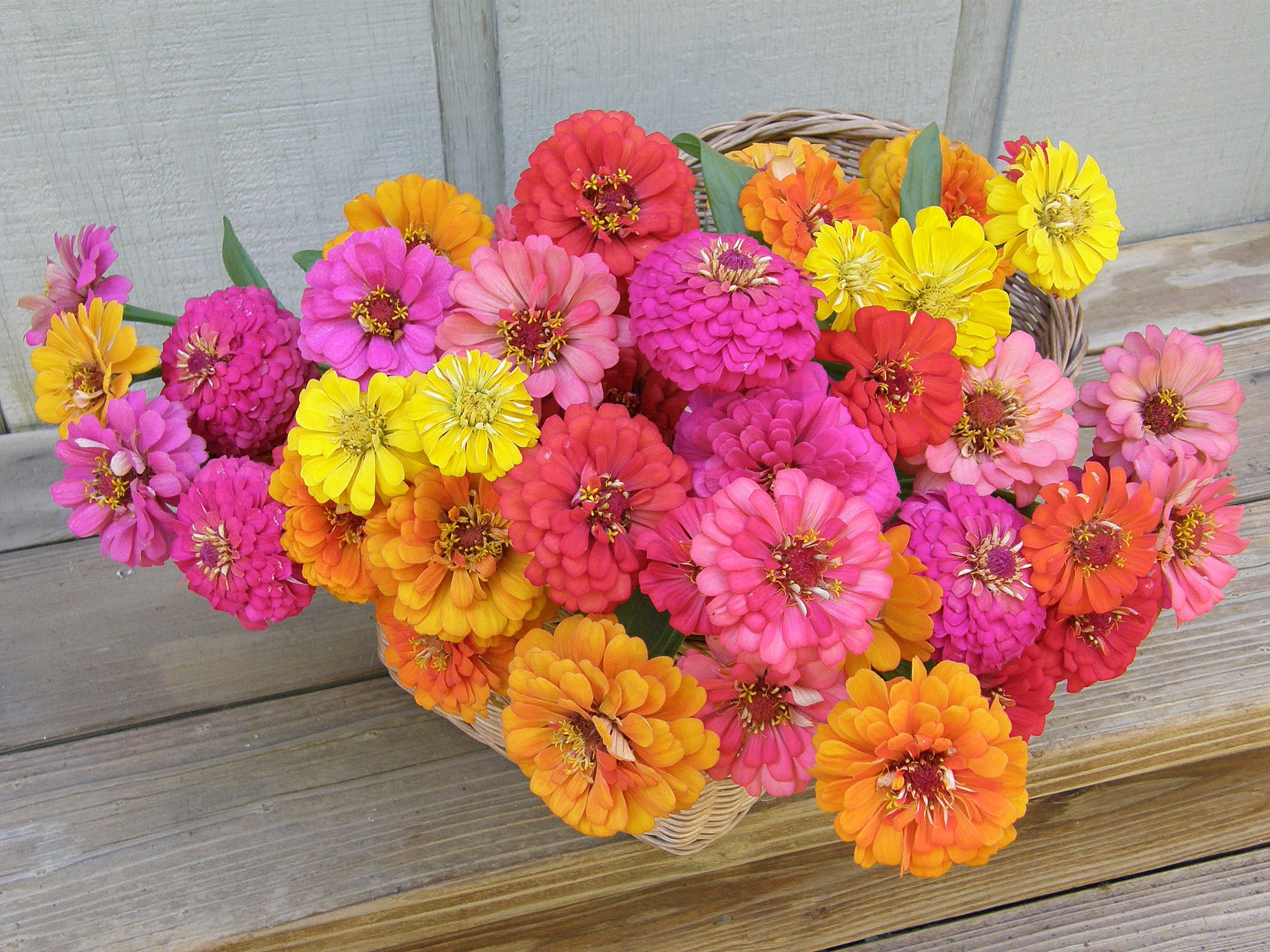 Cha-Cha-Cha' Butterfly Zinnias – Renee's Garden