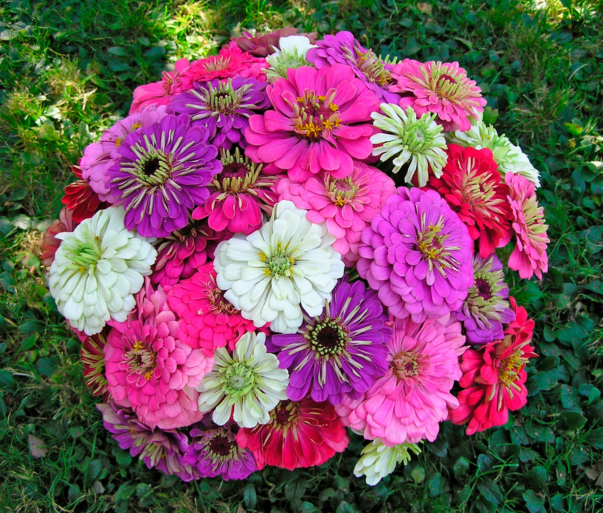 Cool Crayon Colors' Cutting Zinnias – Renee's Garden