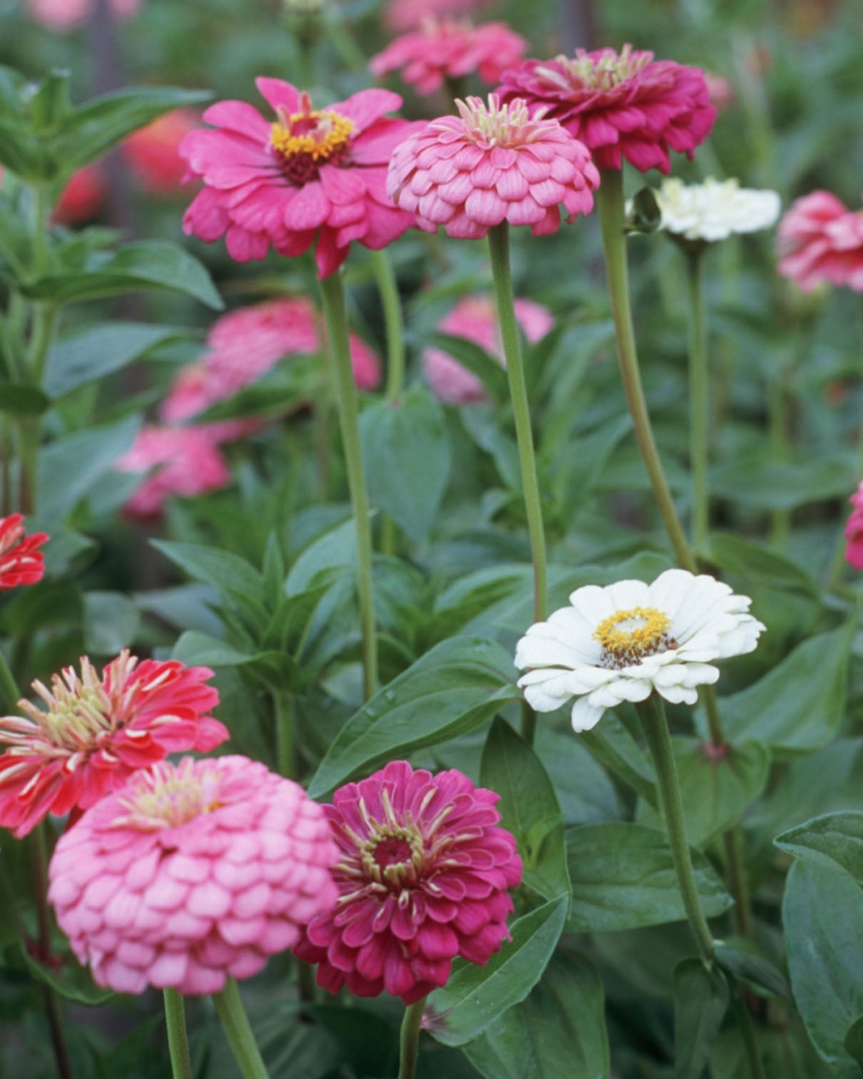 Cool Crayon Colors' Cutting Zinnias – Renee's Garden