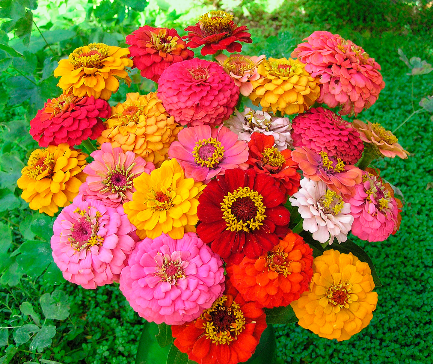 Heirloom Zinnias - Cut and Come Again