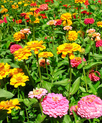 Heirloom Zinnias - Cut and Come Again