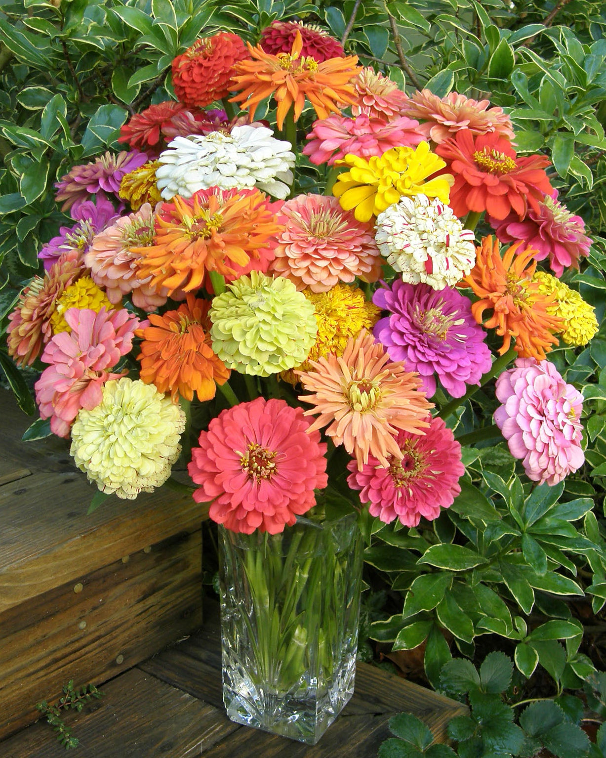 Granny's Bouquet' Heirloom Zinnias – Renee's Garden