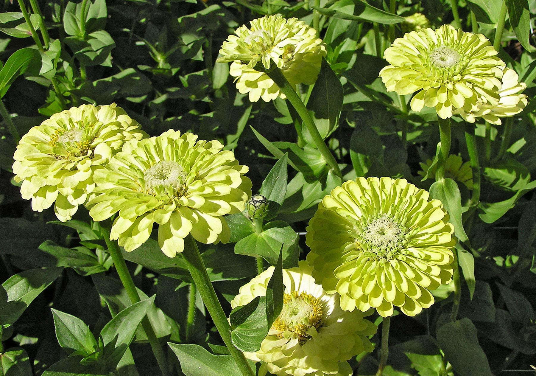 Green Envy' Heirloom Zinnias – Renee's Garden