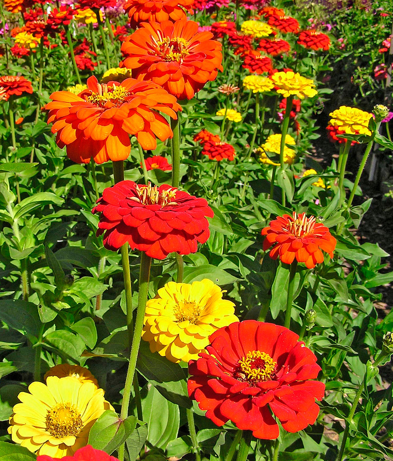 Hot Crayon Colors' Cutting Zinnias – Renee's Garden