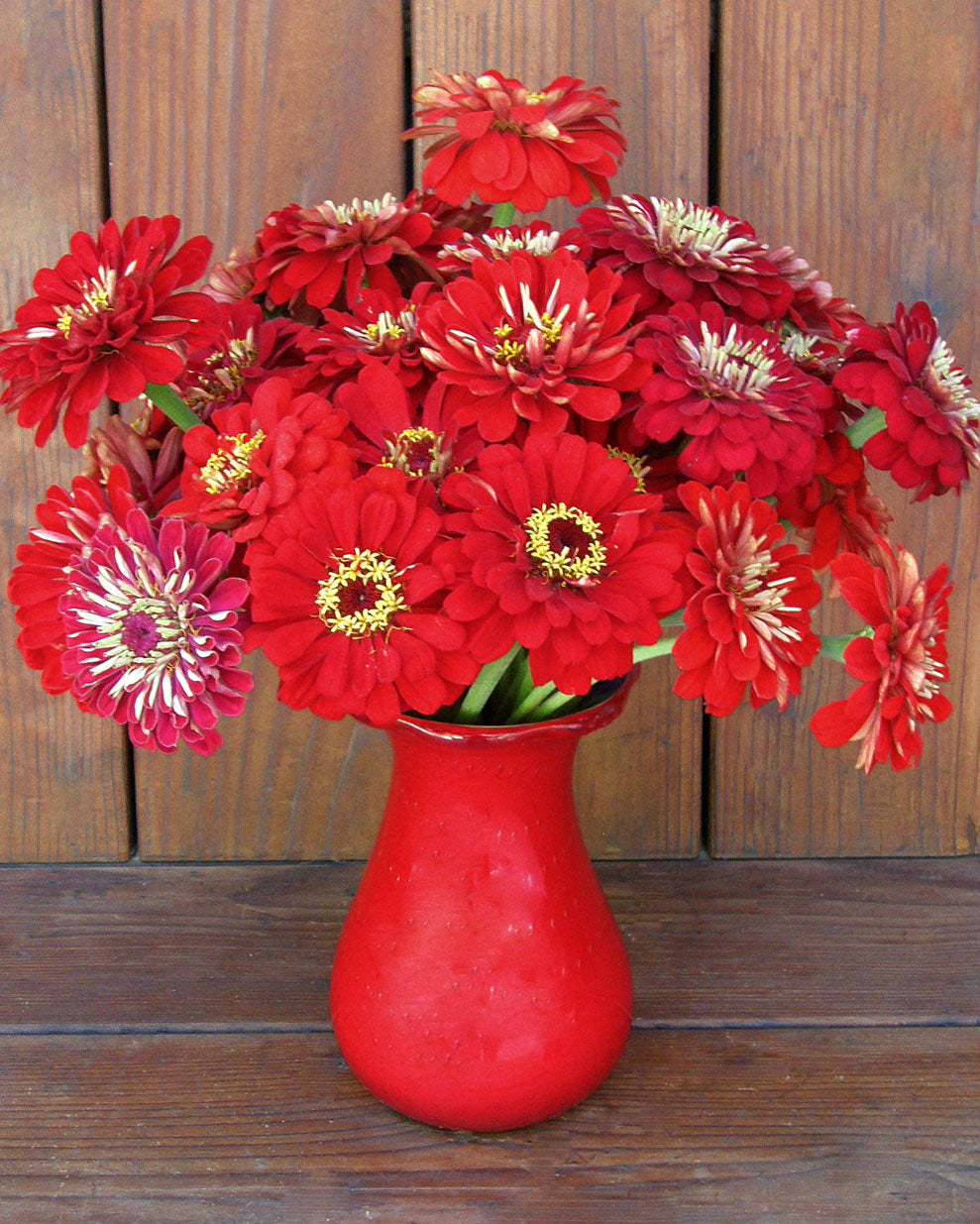 Moulin Rouge' Heirloom Cutting Zinnias – Renee's Garden