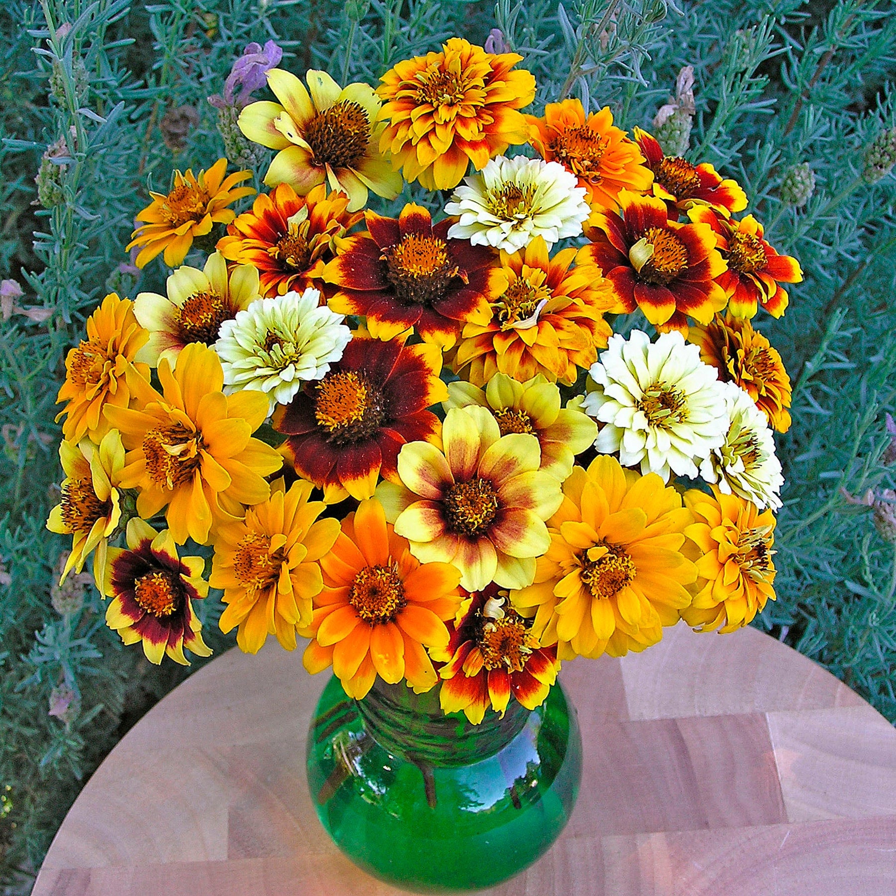 Persian Carpet' Heirloom Butterfly Zinnias – Renee's Garden