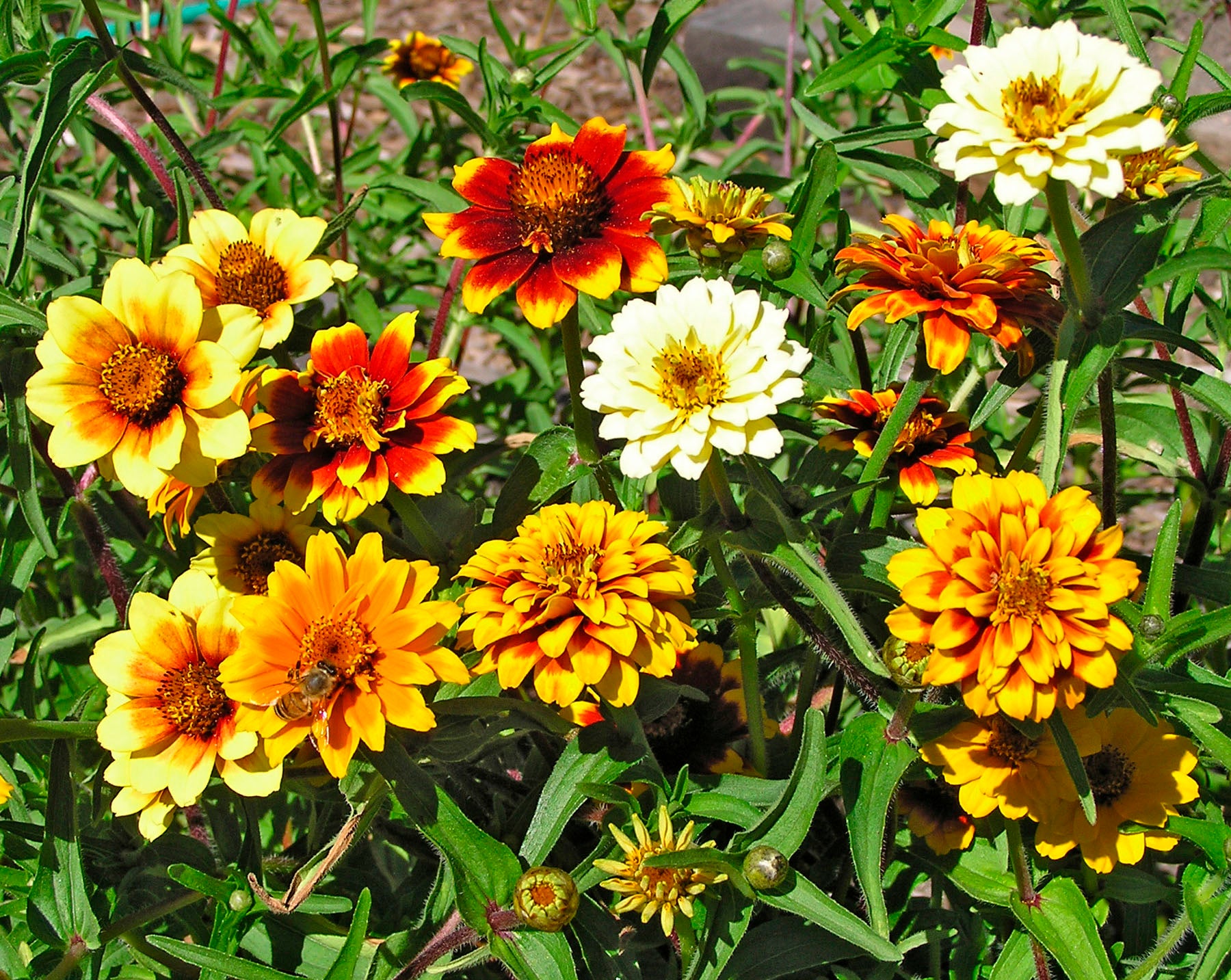 Persian Carpet' Heirloom Butterfly Zinnias – Renee's Garden