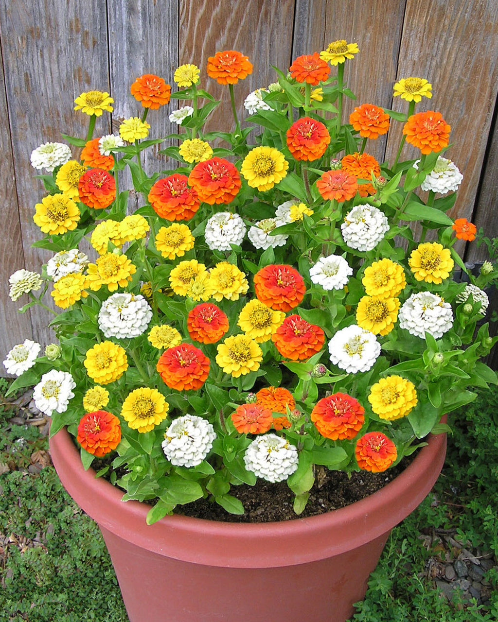 Pixie Sunshine' Container Zinnias – Renee's Garden