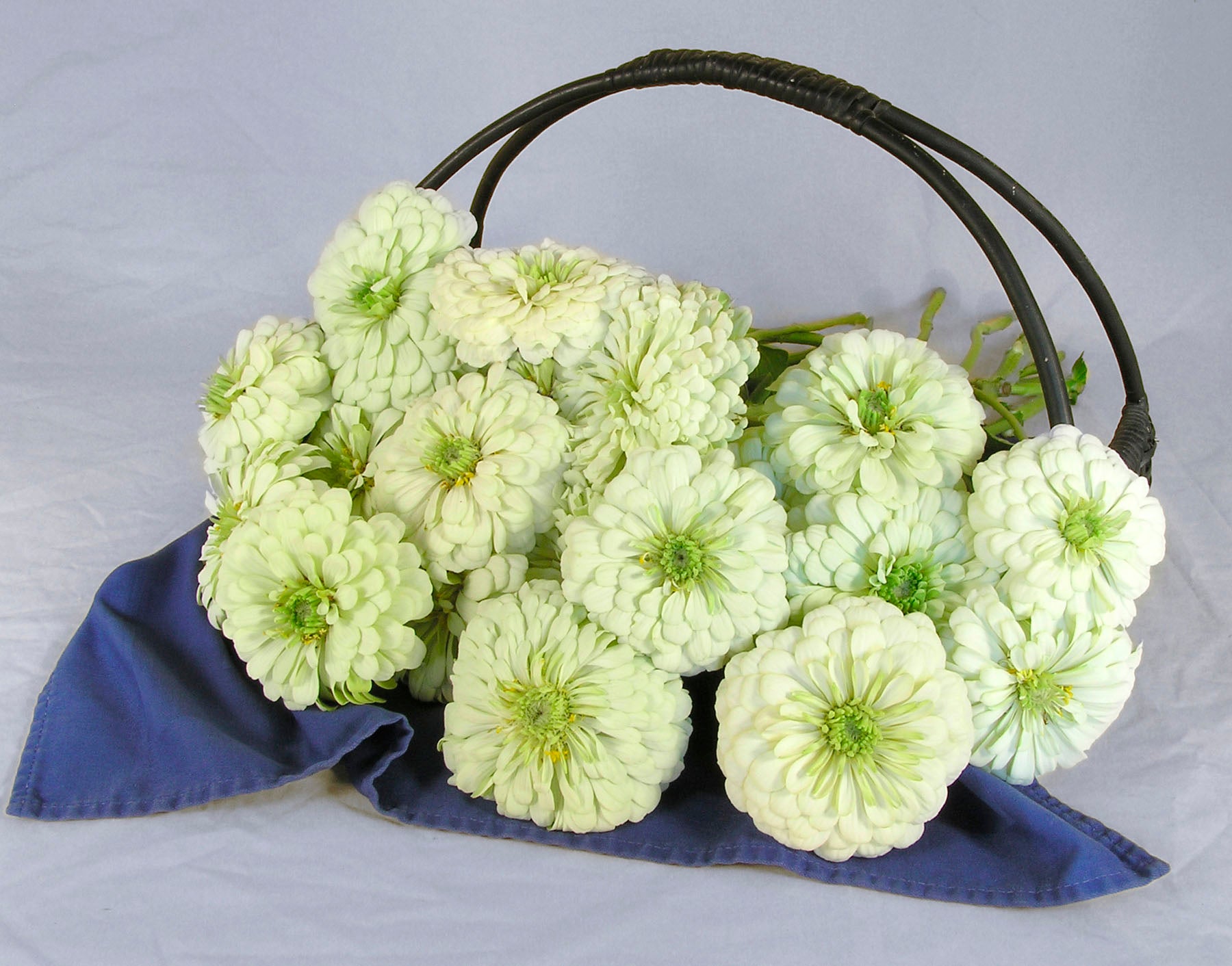 Polar Bear' Heirloom Butterfly Zinnias – Renee's Garden