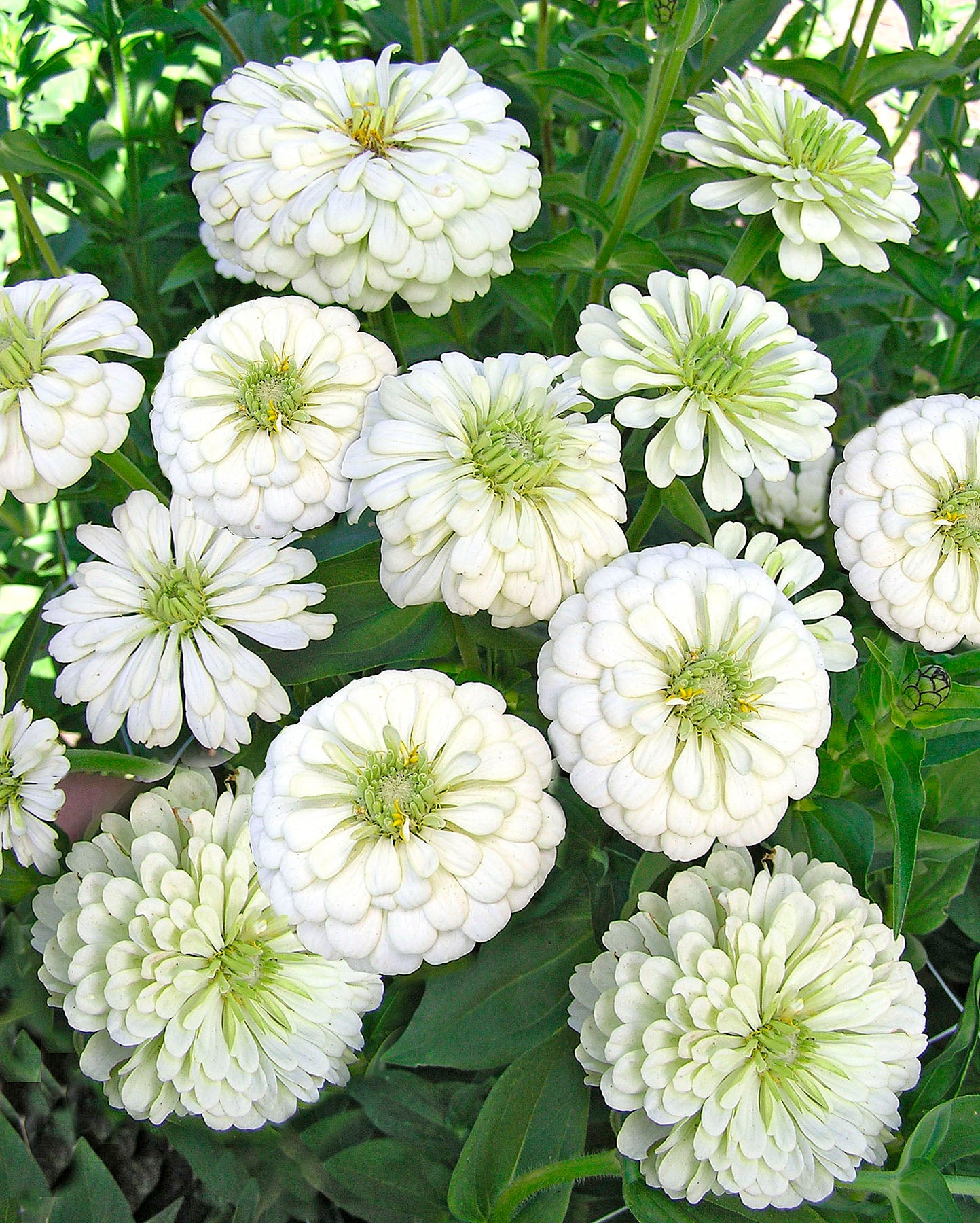 Polar Bear' Heirloom Butterfly Zinnias – Renee's Garden