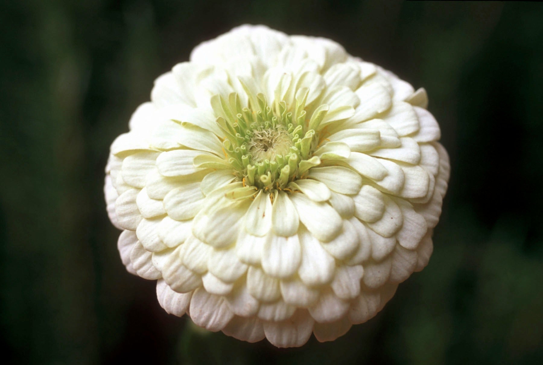 Polar Bear' Heirloom Butterfly Zinnias – Renee's Garden
