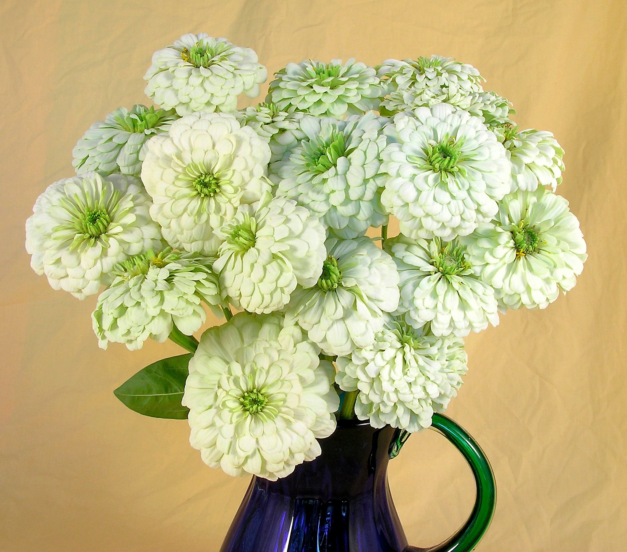 Polar Bear' Heirloom Butterfly Zinnias – Renee's Garden