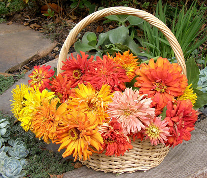 Cactus Zinnias - Heirloom Raggedy Anne