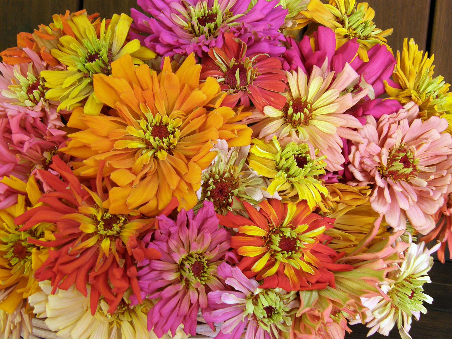 Cactus Zinnias - Heirloom Raggedy Anne