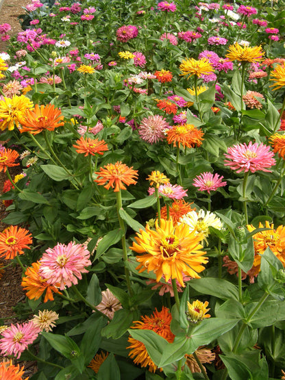 Cactus Zinnias - Heirloom Raggedy Anne