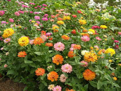 Cactus Zinnias - Heirloom Raggedy Anne