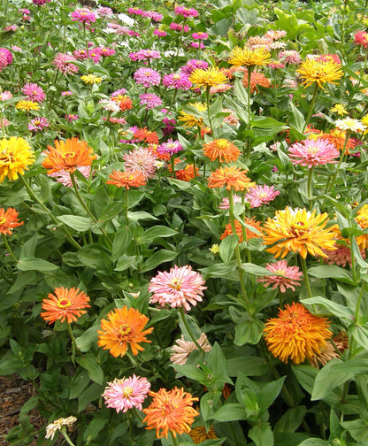 Cactus Zinnias - Heirloom Raggedy Anne