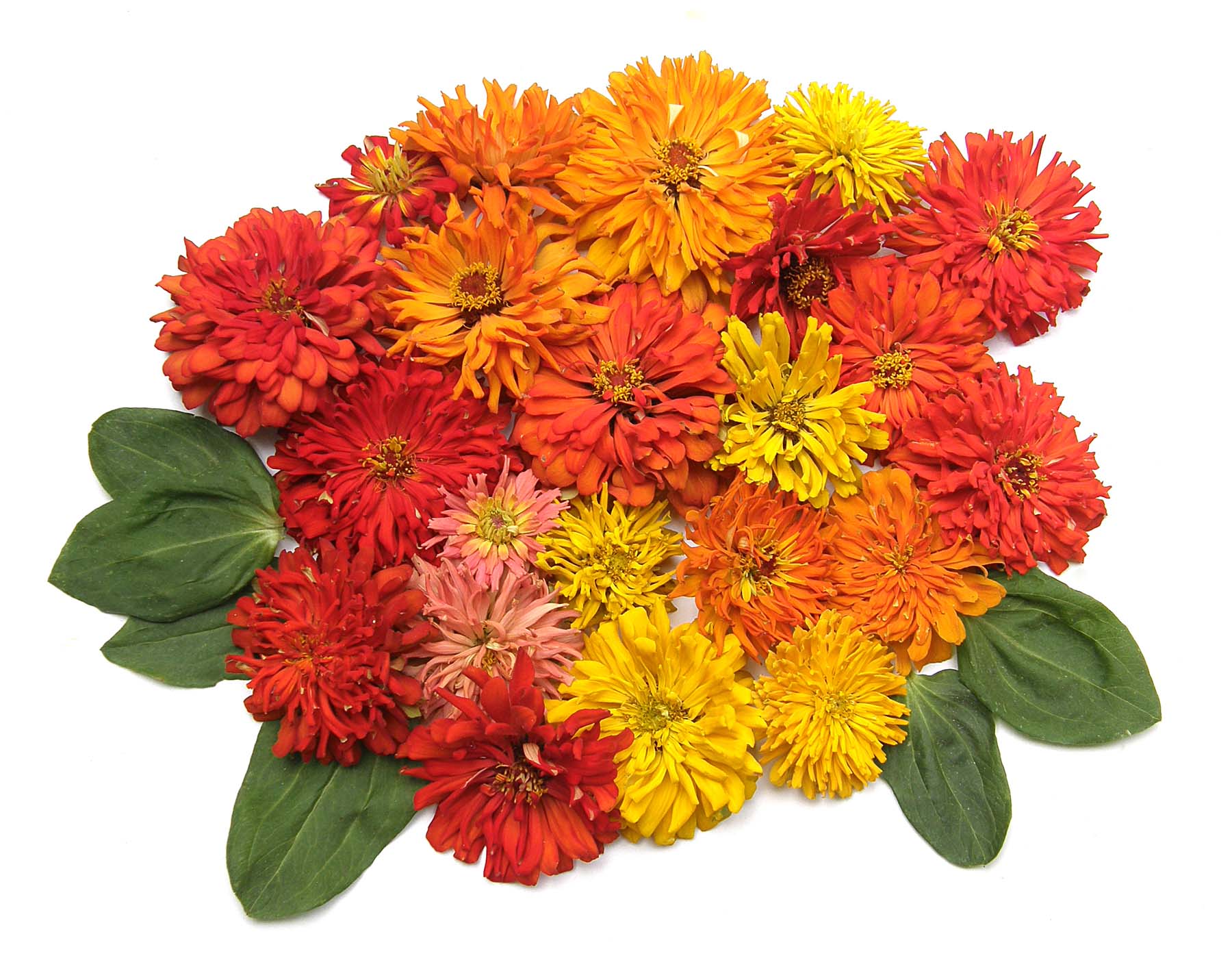 Heirloom Raggedy Anne' Cactus Zinnias – Renee's Garden