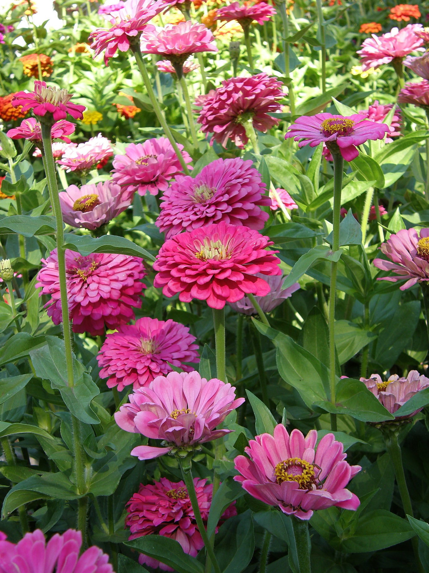Raspberry Sorbet' Cutting Zinnias – Renee's Garden