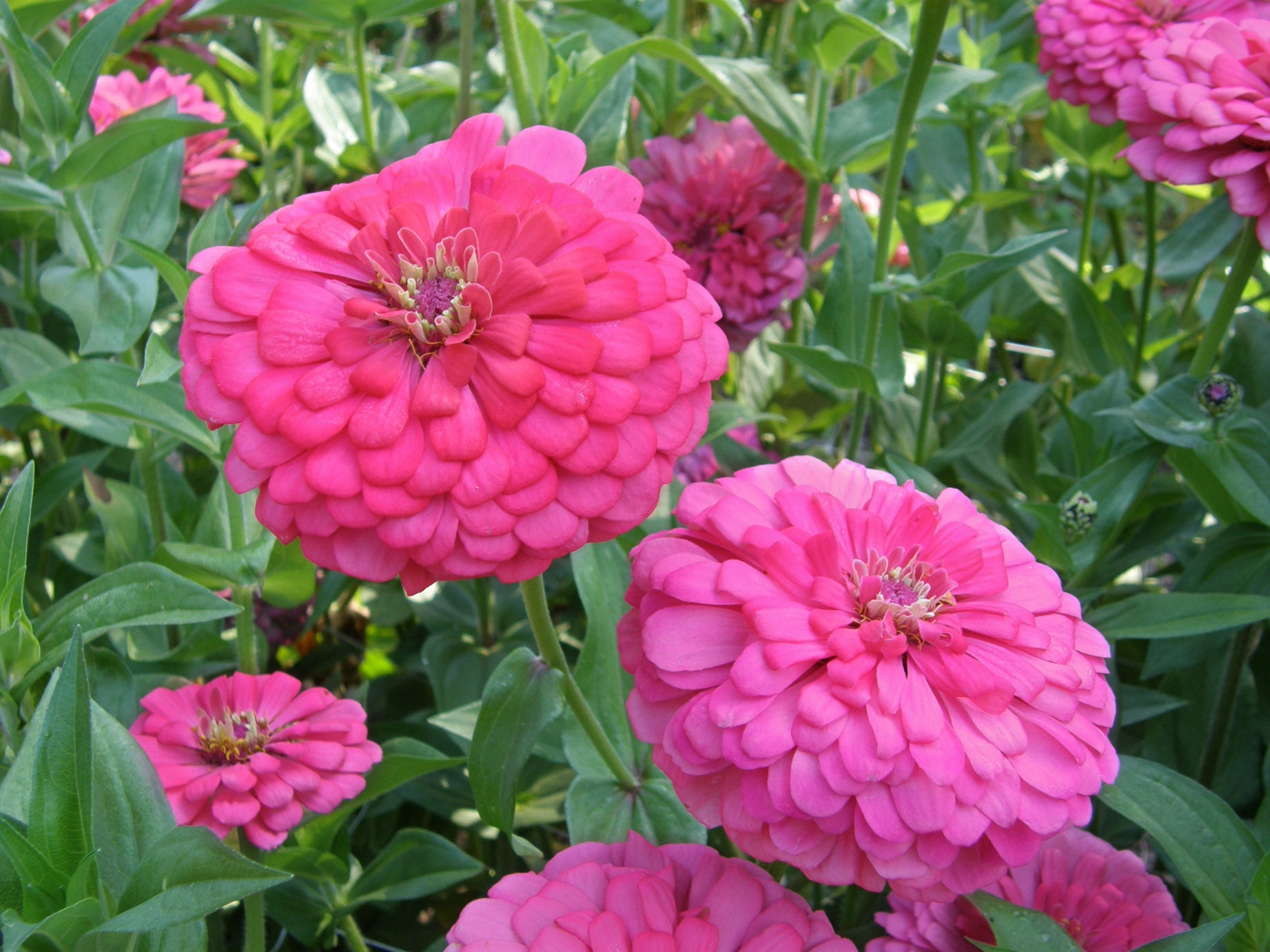 Raspberry Sorbet' Cutting Zinnias – Renee's Garden