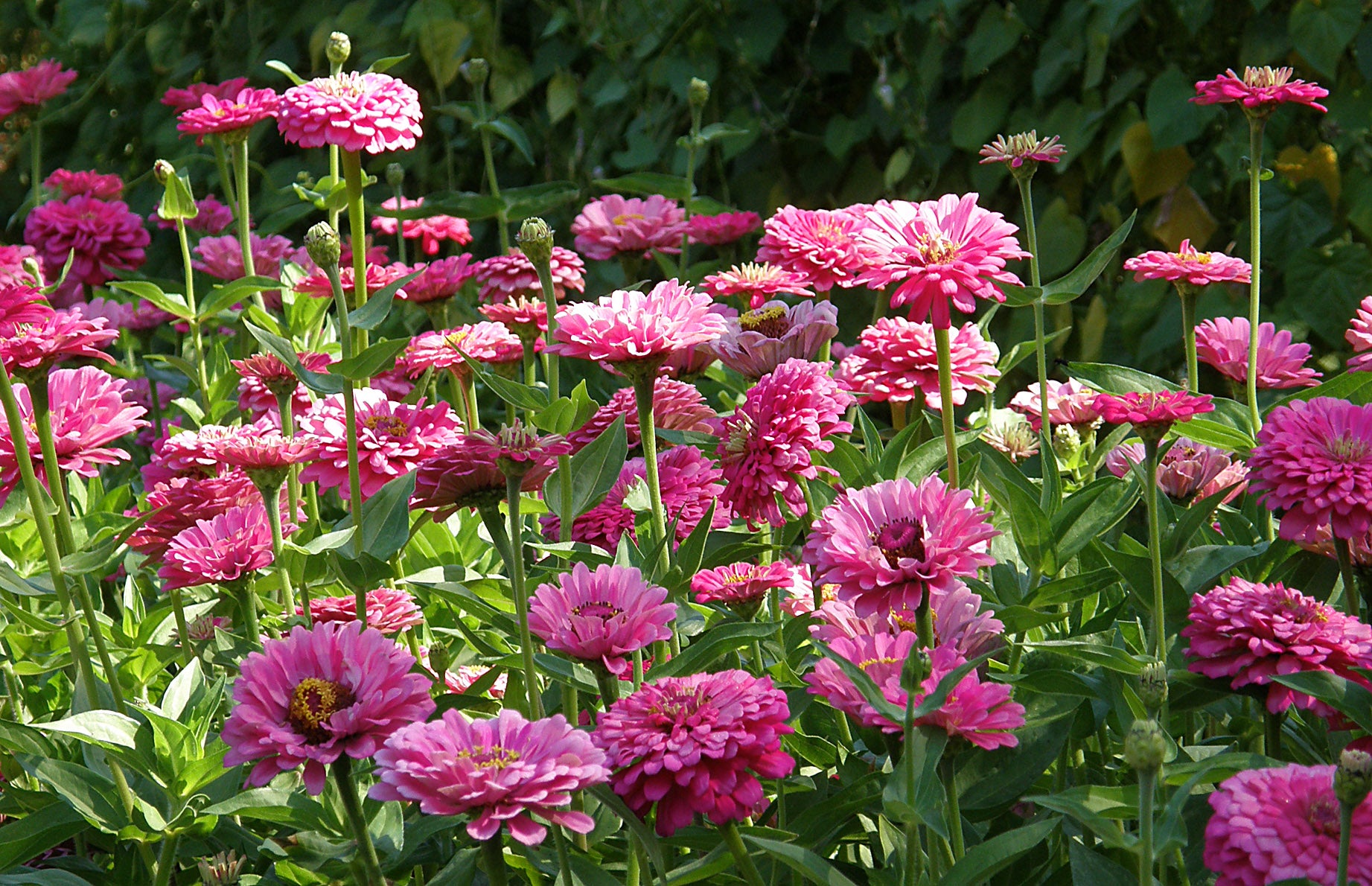 Raspberry Sorbet' Cutting Zinnias – Renee's Garden