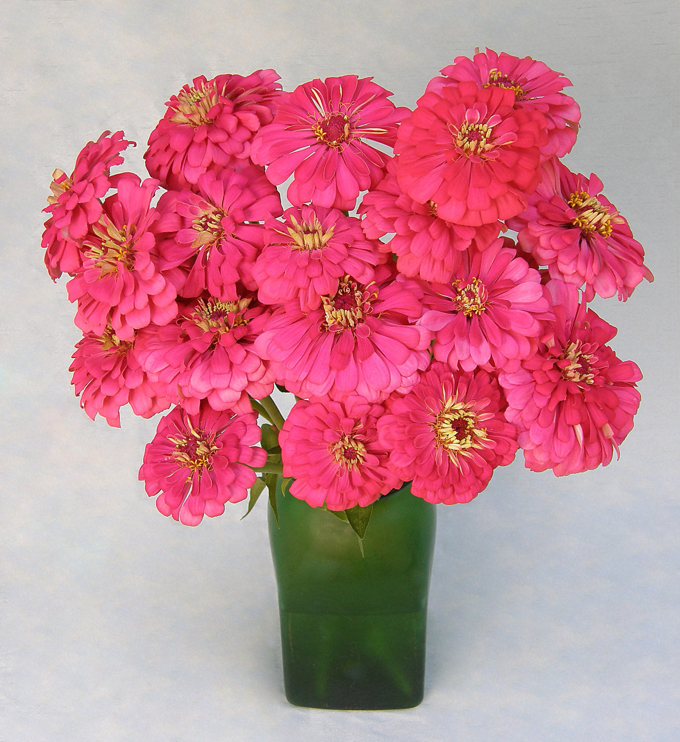 Raspberry Sorbet' Cutting Zinnias – Renee's Garden