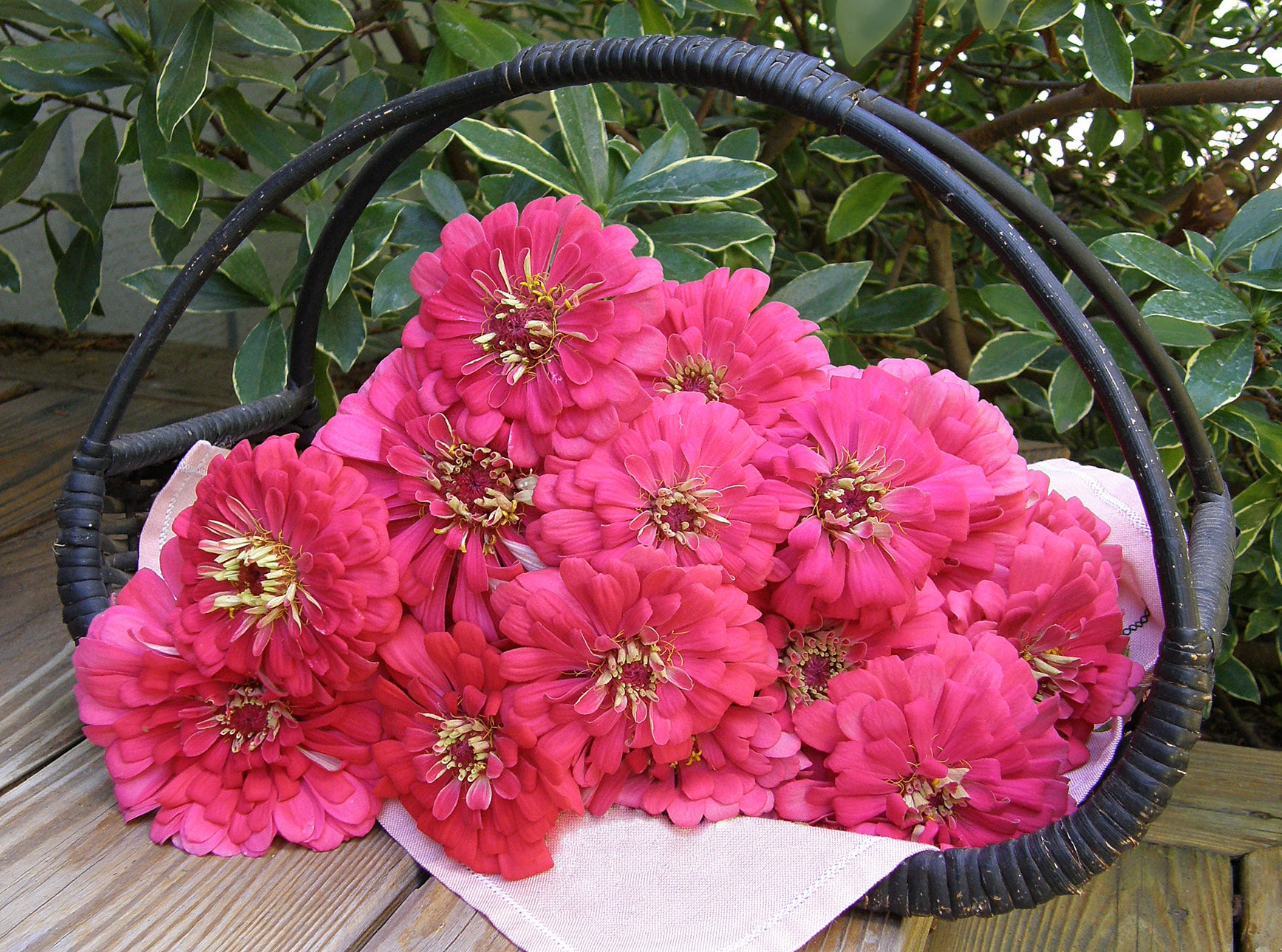 Raspberry Sorbet' Cutting Zinnias – Renee's Garden