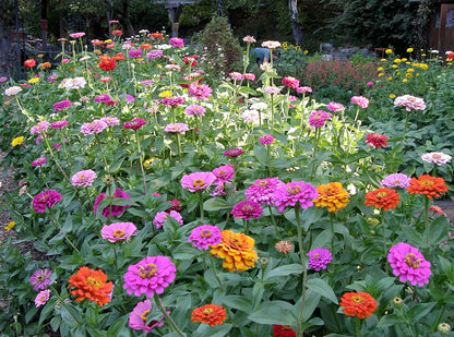 Heirloom Rainbow Flowers Colorful, Carefree Zinnias