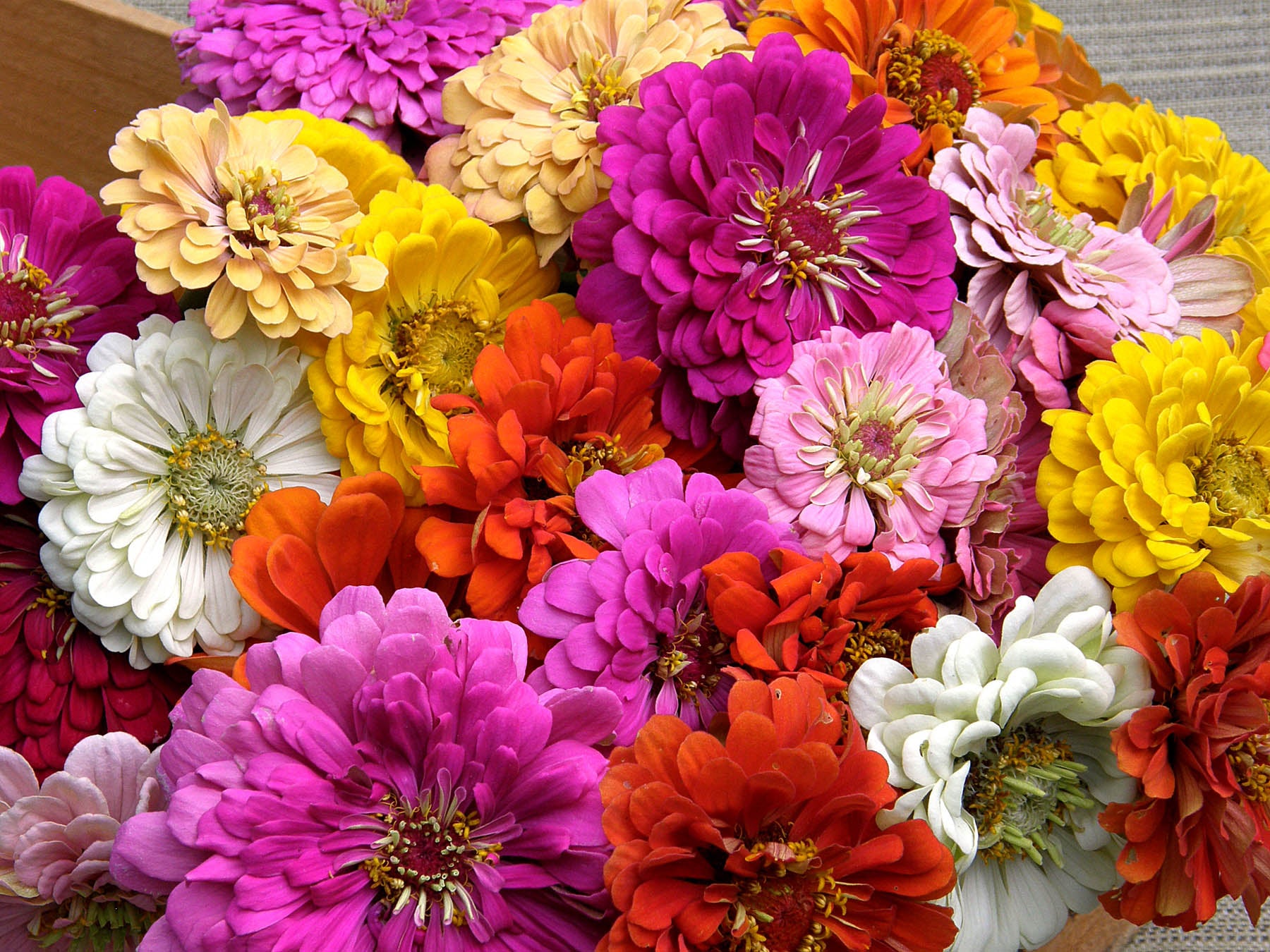 Free Flowering Rainbow Zinnias' Scatter Garden Seeds – Renee's Garden