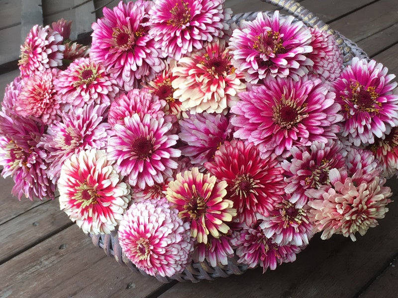 Butterfly Zinnias - Summer Pinwheels