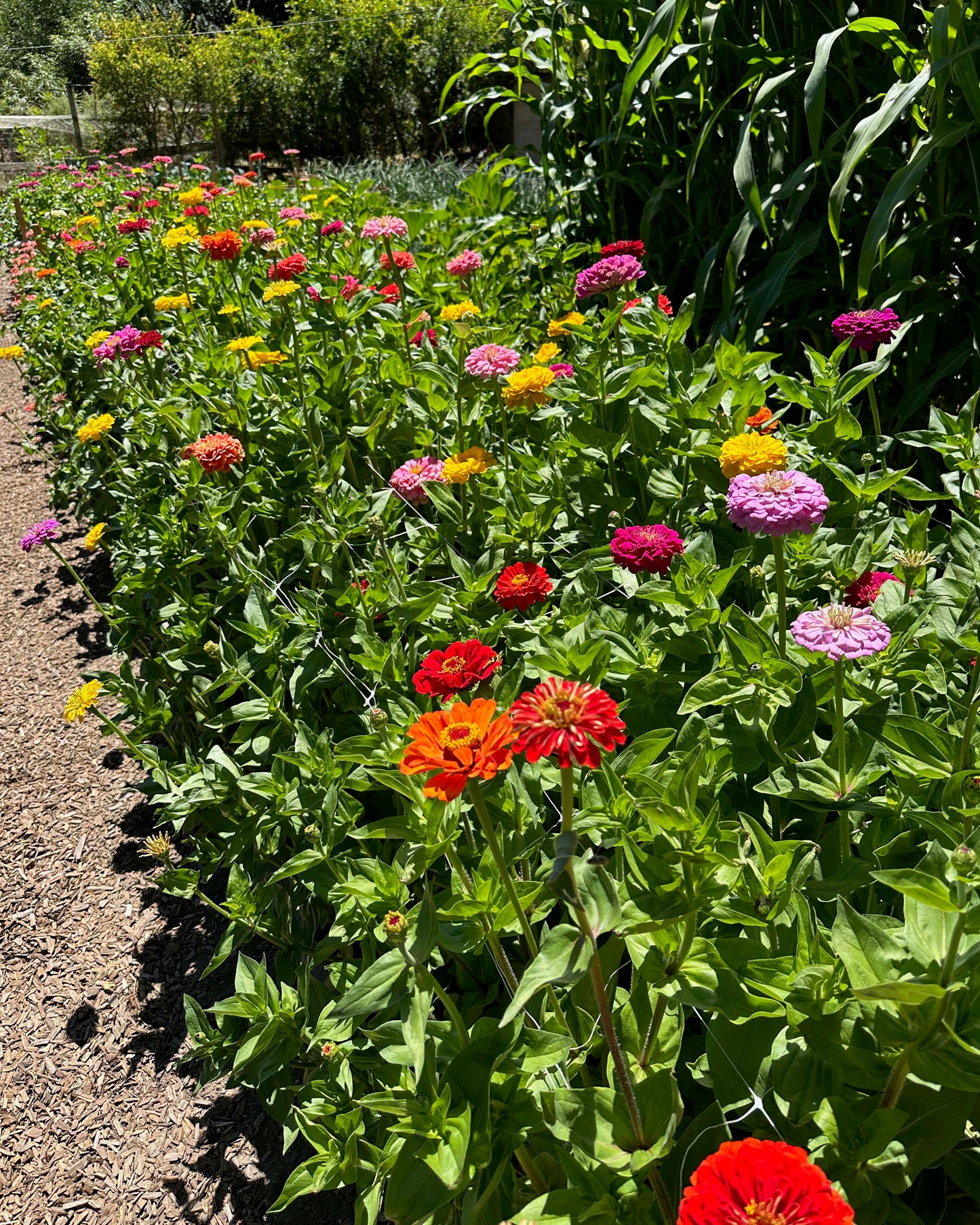 Bouquet Zinnias - Benary's Giant Mix