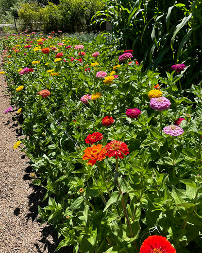 Bouquet Zinnias - Benary's Giant Mix