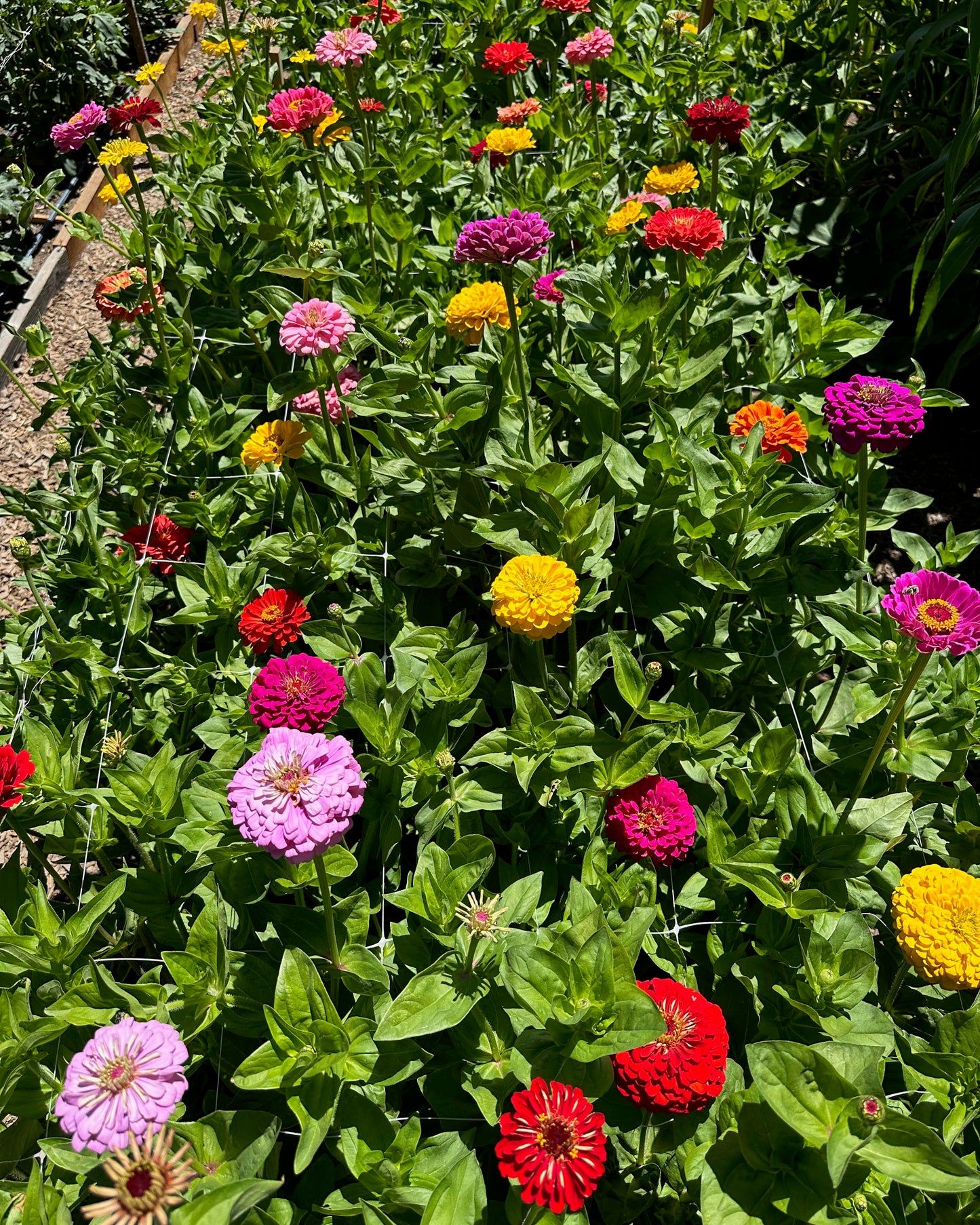 Bouquet Zinnias - Benary's Giant Mix