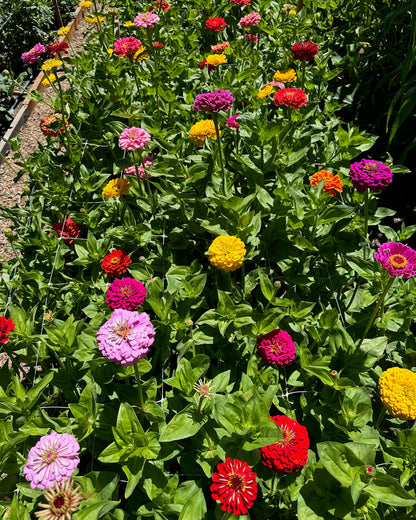 Bouquet Zinnias - Benary's Giant Mix