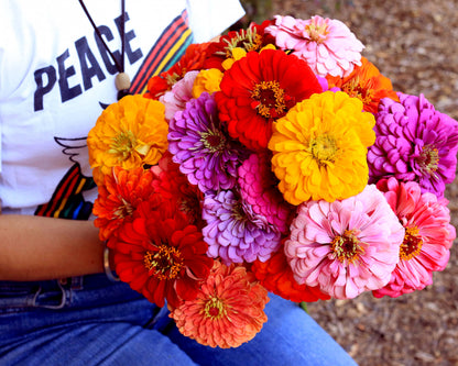 Bouquet Zinnias - Benary's Giant Mix