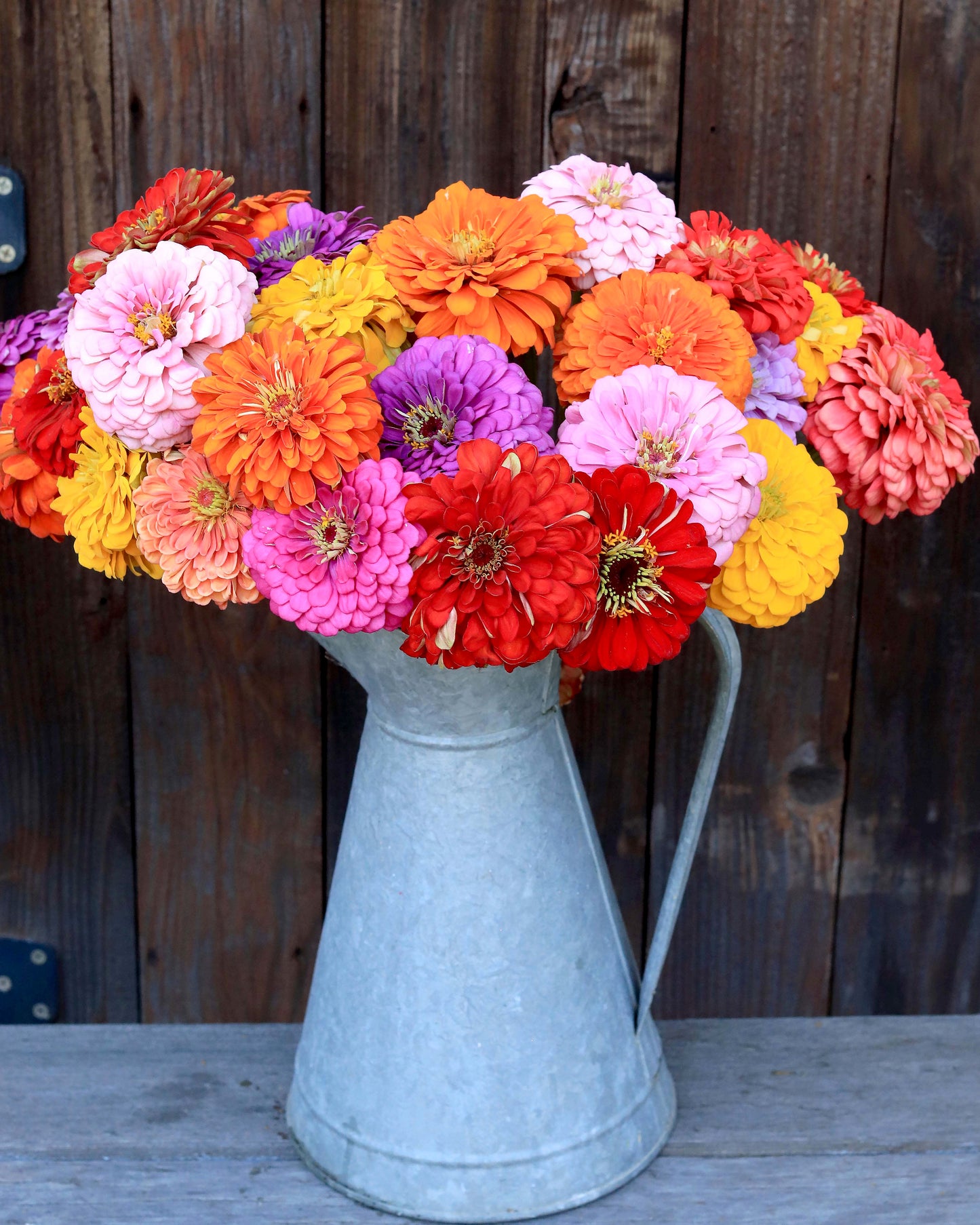 Bouquet Zinnias - Benary's Giant Mix