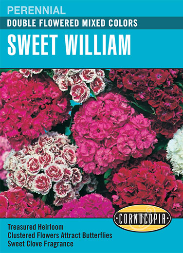 Sweet William, Double Flowered, Mixed