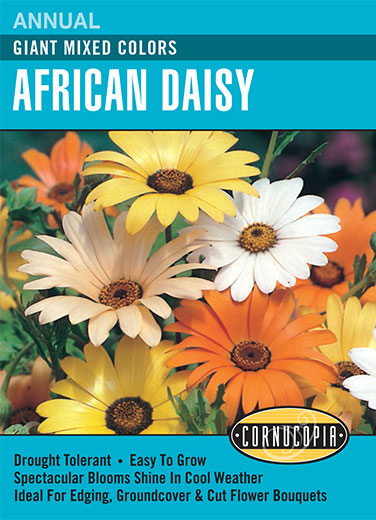 Heirloom African Daisy, Giant Mixed Colors