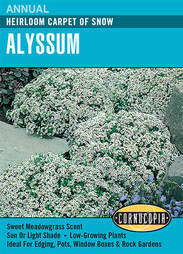 Heirloom Alyssum, Carpet of Snow
