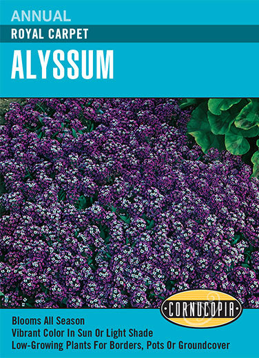 Heirloom Alyssum, Royal Carpet