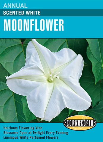 Heirloom Moonflower, White