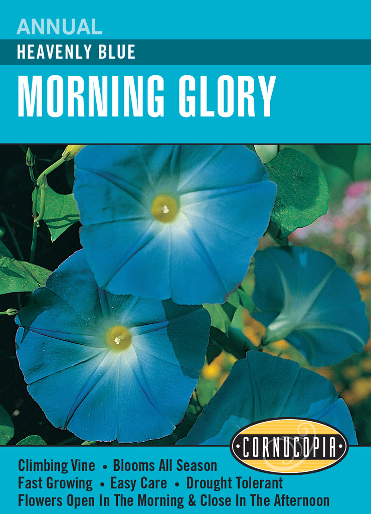 Morning Glory Heavenly Blue