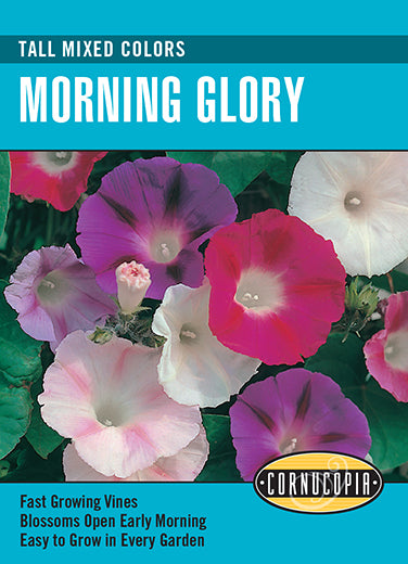 Morning Glory Tall Mixed Colors