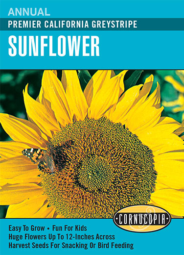 Heirloom Sunflower, Premier California Greystripe