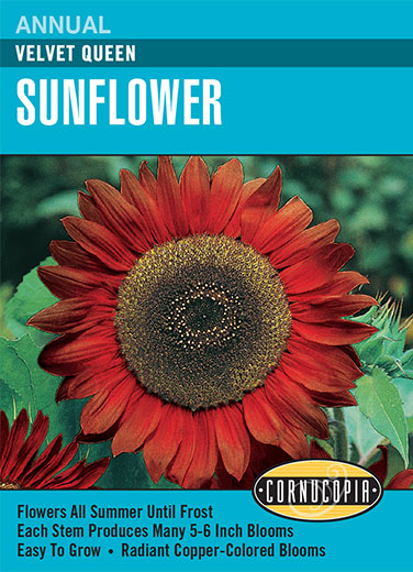 Heirloom Sunflower, Velvet Queen