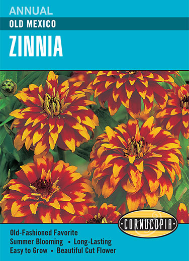 Zinnia Old Mexico