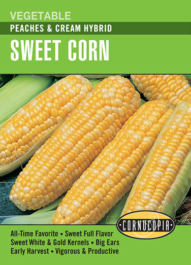 Sweet Corn 'Peaches & Cream Hybrid'