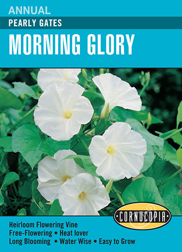 Morning Glory Pearly Gates